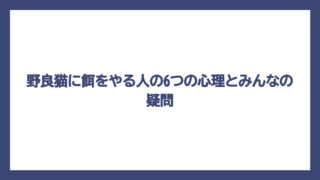 野良猫に餌をやる人の6つの心理とみんなの疑問