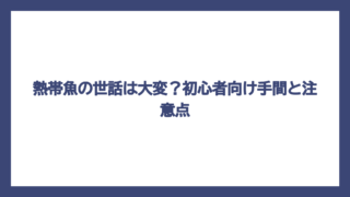 熱帯魚の世話は大変？初心者向け手間と注意点