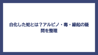 白化した蛇とは？アルビノ・毒・縁起の疑問を整理