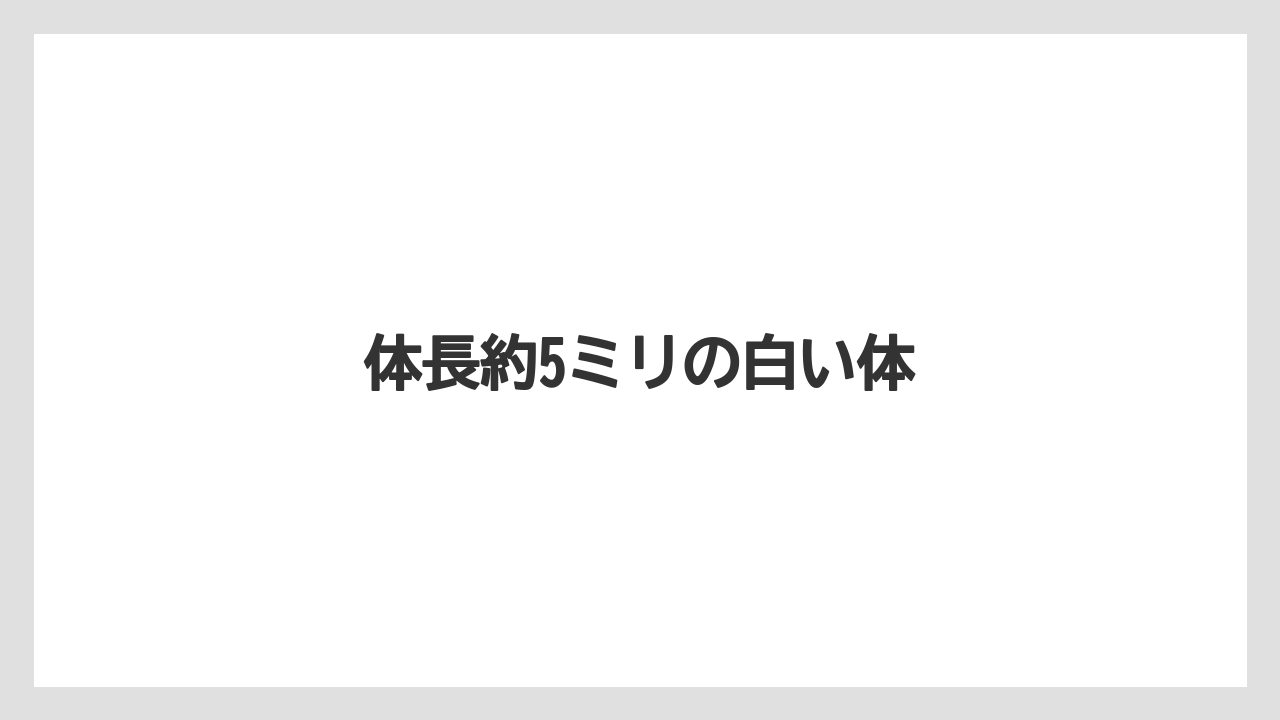 体長約5ミリの白い体